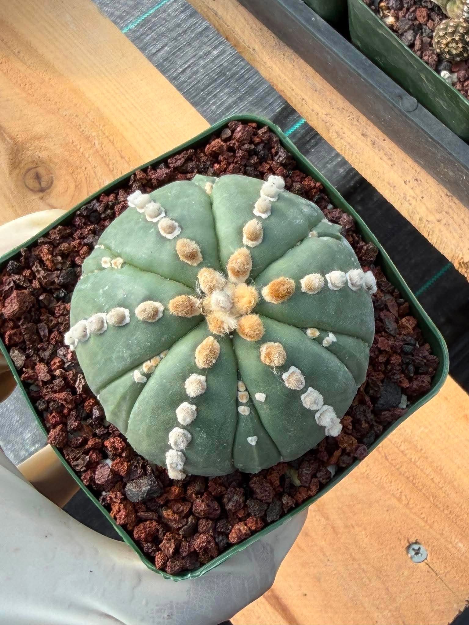 Astrophytum Nudum 6‑Rib Line Form #430 – Rare Seed‑Grown Cactus | Live Succulent