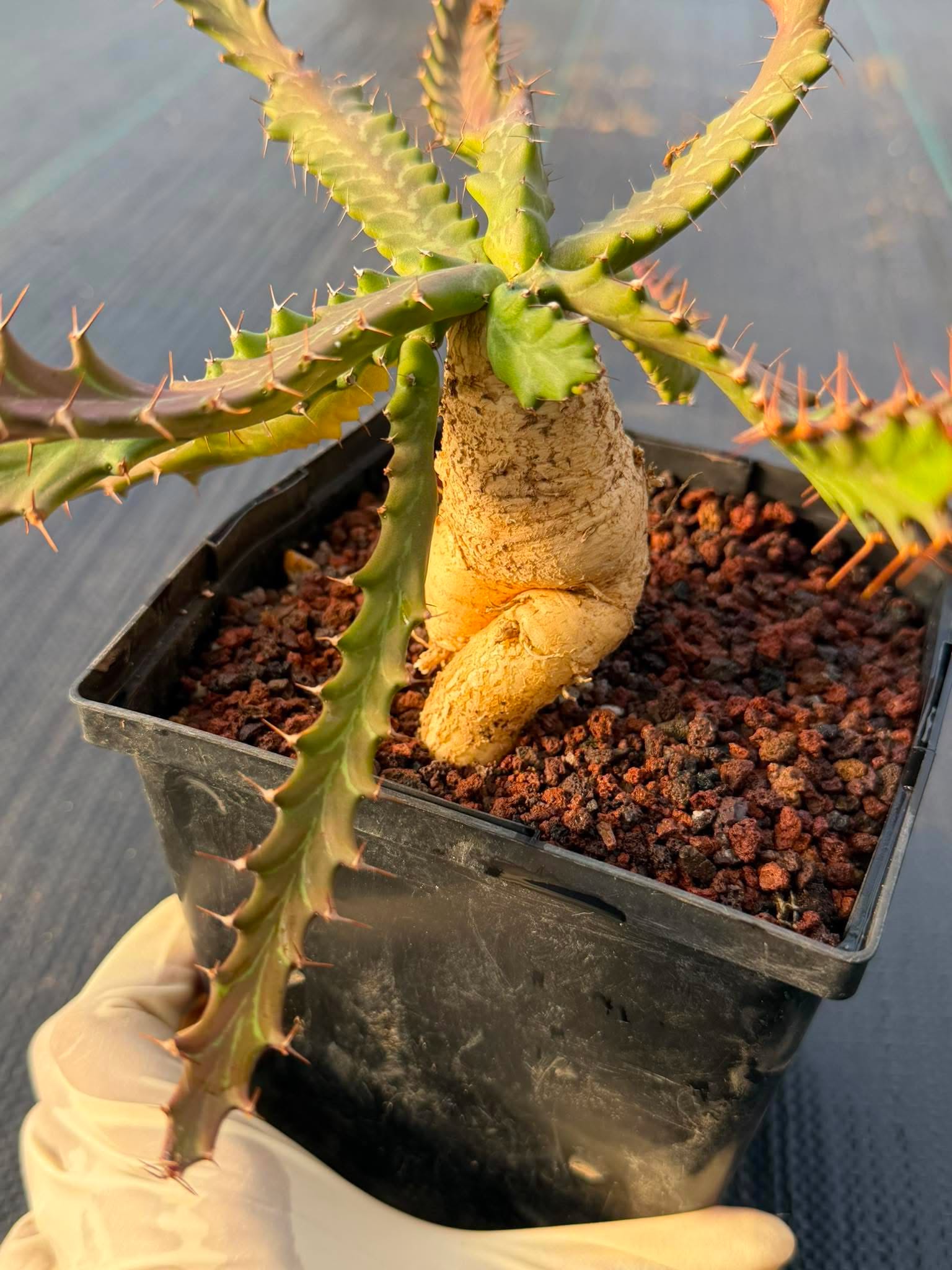 Euphorbia Microcantha #363 – Rare Collector Succulent