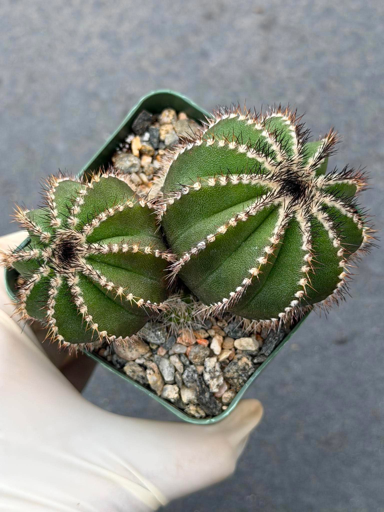 Uebelmannia Pectinifera Cluster #436 — Rare Seed‑Grown Cactus