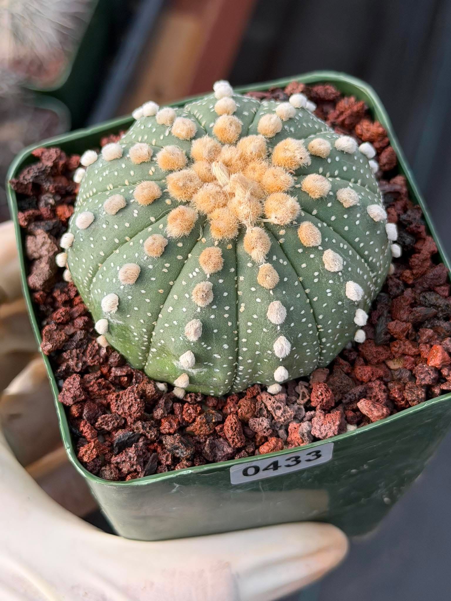 Astrophytum Asterias 11‑Rib Seed‑Grown #433 – Rare 3.5'' Pot Cactus | Live Succulent