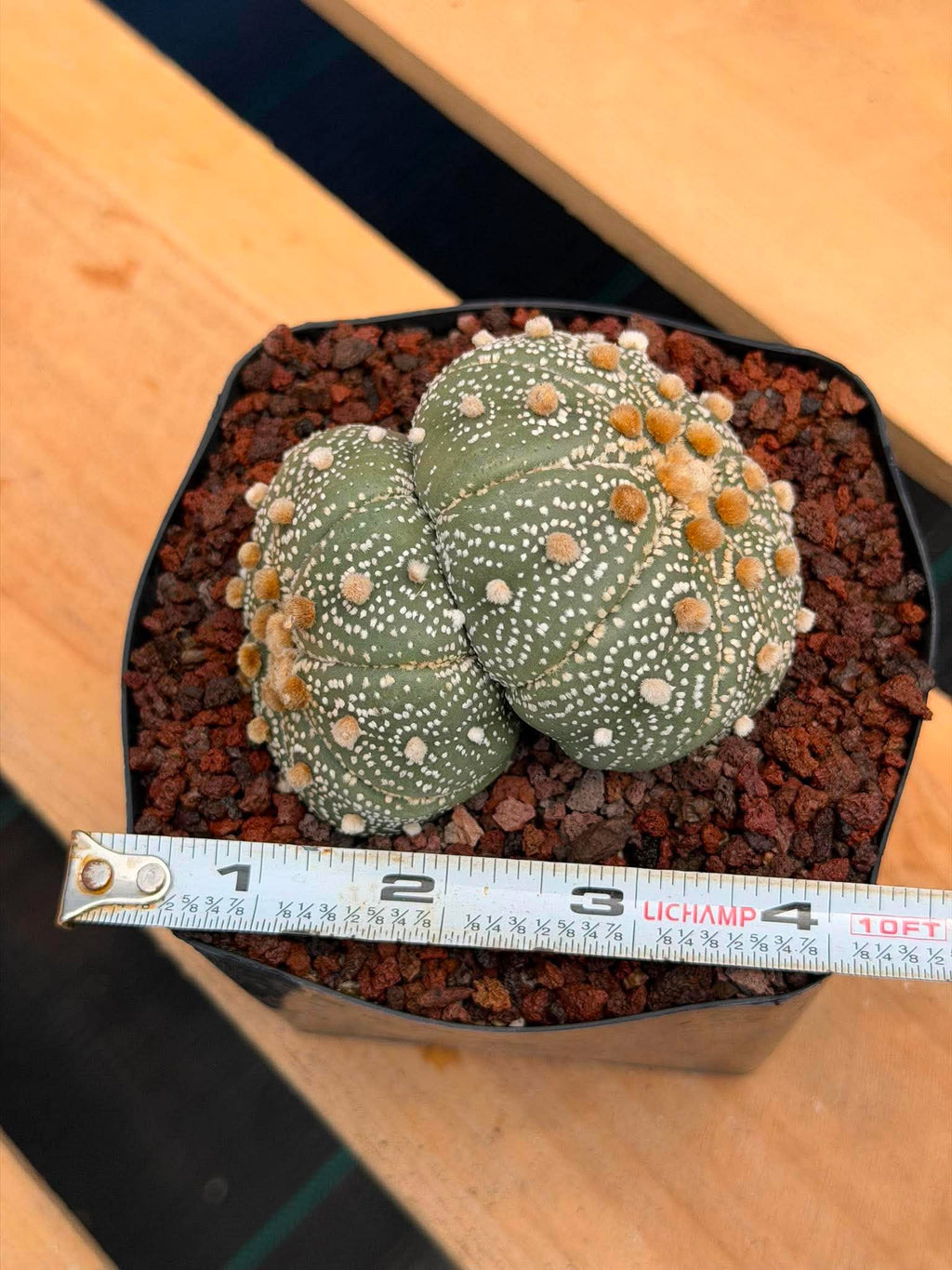 Astrophytum Asterias #458 — Rare Star Cactus | 4” Pot, 3” Width Live Succulent Plant