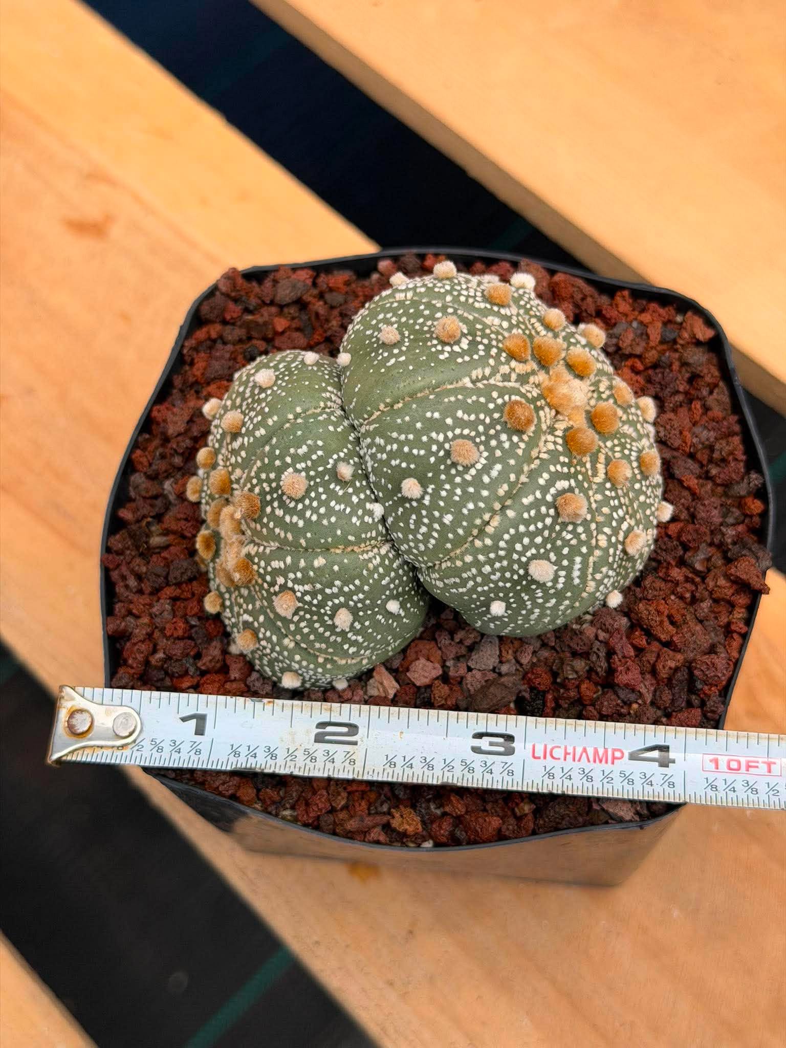 Astrophytum Asterias #458 — Rare Star Cactus | 4” Pot, 3” Width Live Succulent Plant