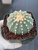 Astrophytum Asterias 13 Ribs — Rare Collector Specimen (#368)