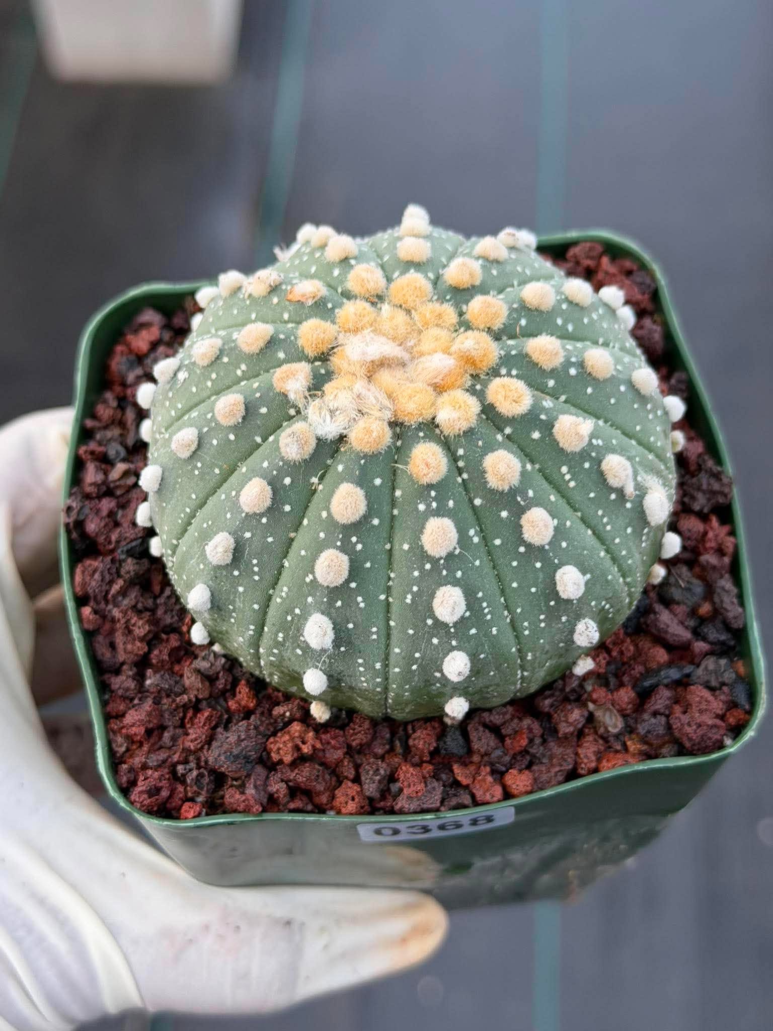 Astrophytum Asterias 13 Ribs — Rare Collector Specimen (#368)