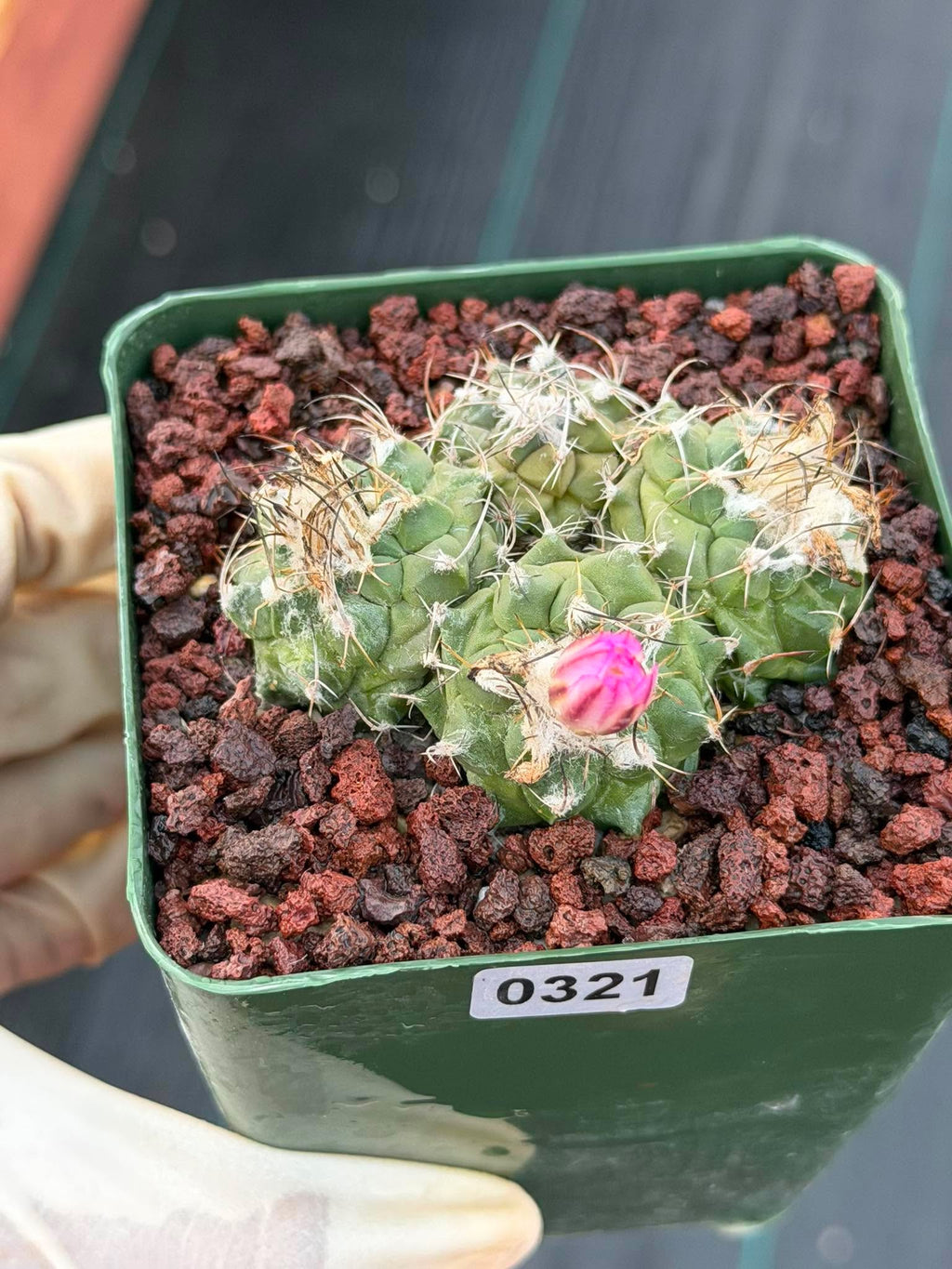Turbinicarpus Cluster Seed‑Grown Rare Live Cactus #321 | Collector Specimen Plant | Succulent Houseplant