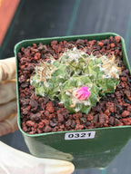 Turbinicarpus Cluster Seed‑Grown Rare Live Cactus #321 | Collector Specimen Plant | Succulent Houseplant