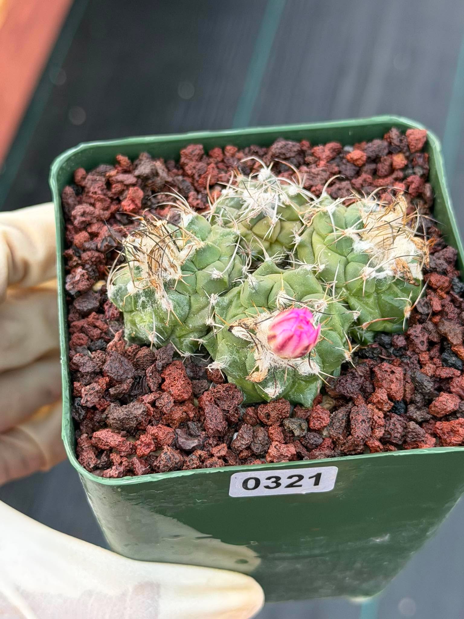 Turbinicarpus Cluster Seed‑Grown Rare Live Cactus #321 | Collector Specimen Plant | Succulent Houseplant