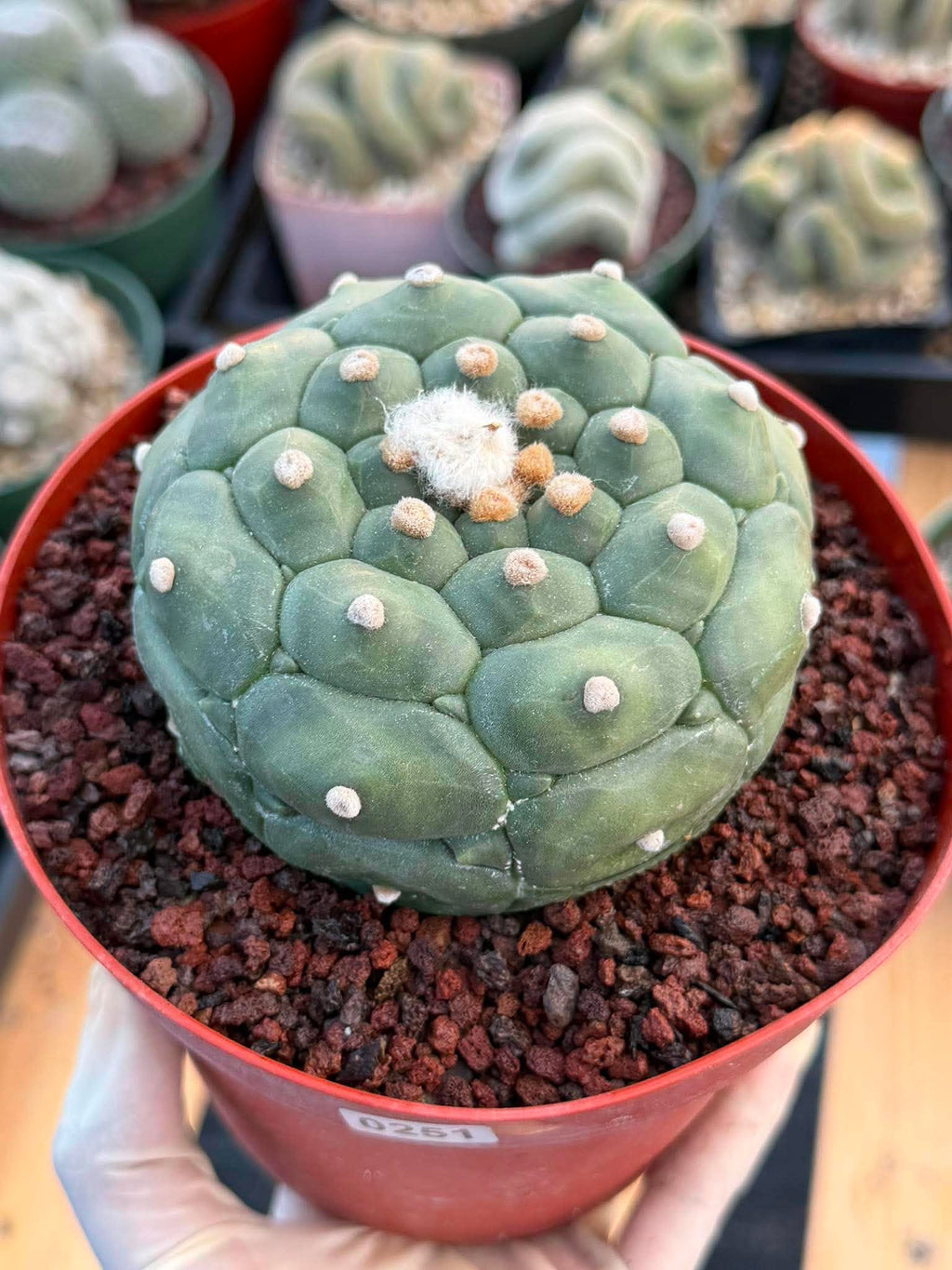 Astrophytum Kikko Turtle Form #251 | Rare Collector Cactus