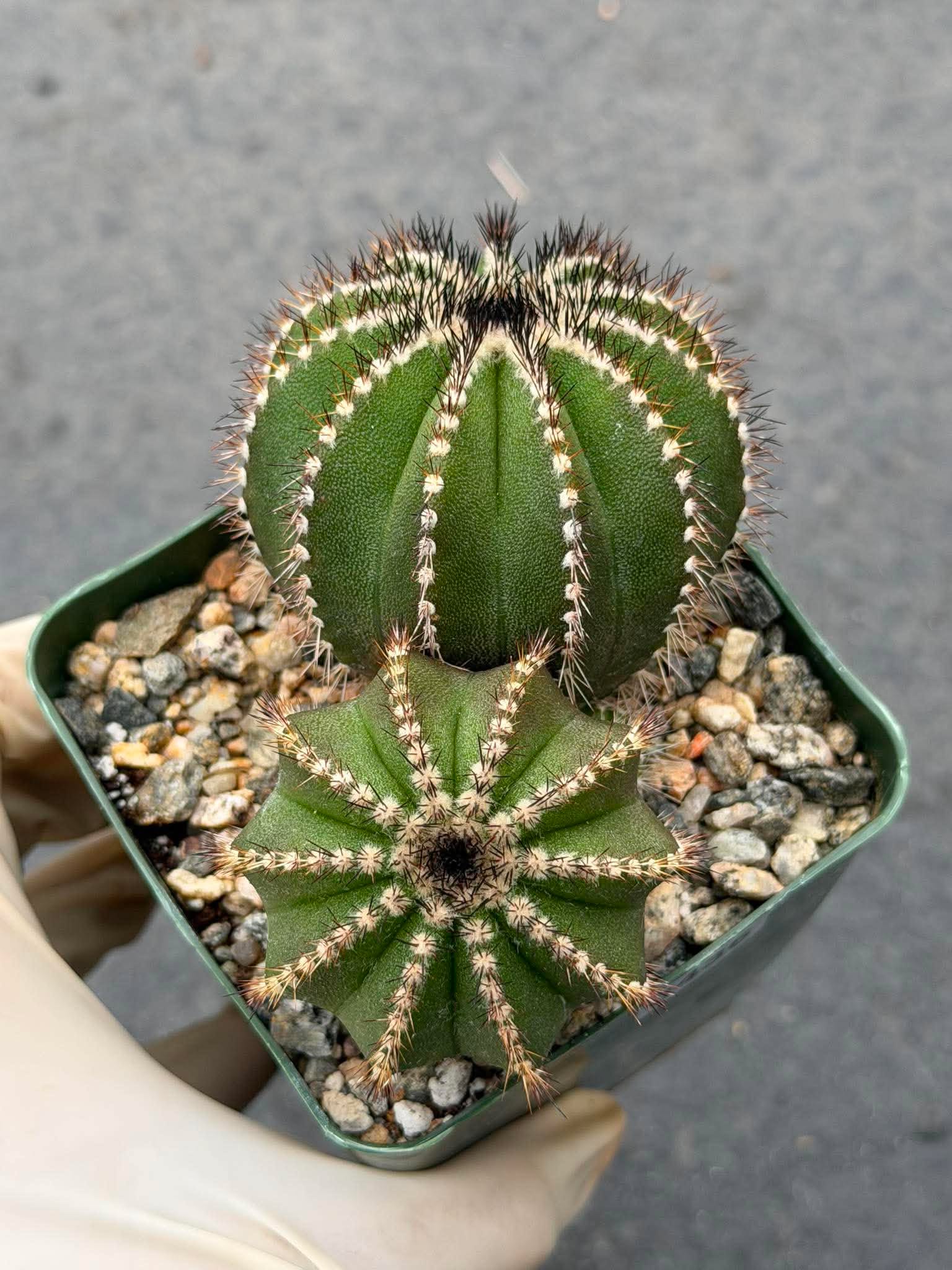 Uebelmannia Pectinifera Cluster #436 — Rare Seed‑Grown Cactus
