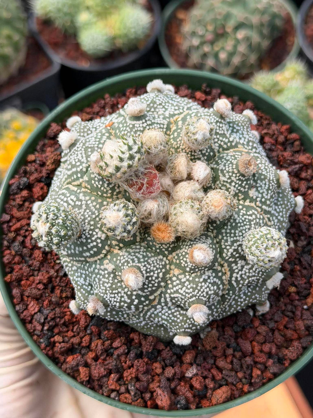 Astrophytum Asterias ‘Asteria’ w/Pups – Rare Collector Cactus #449