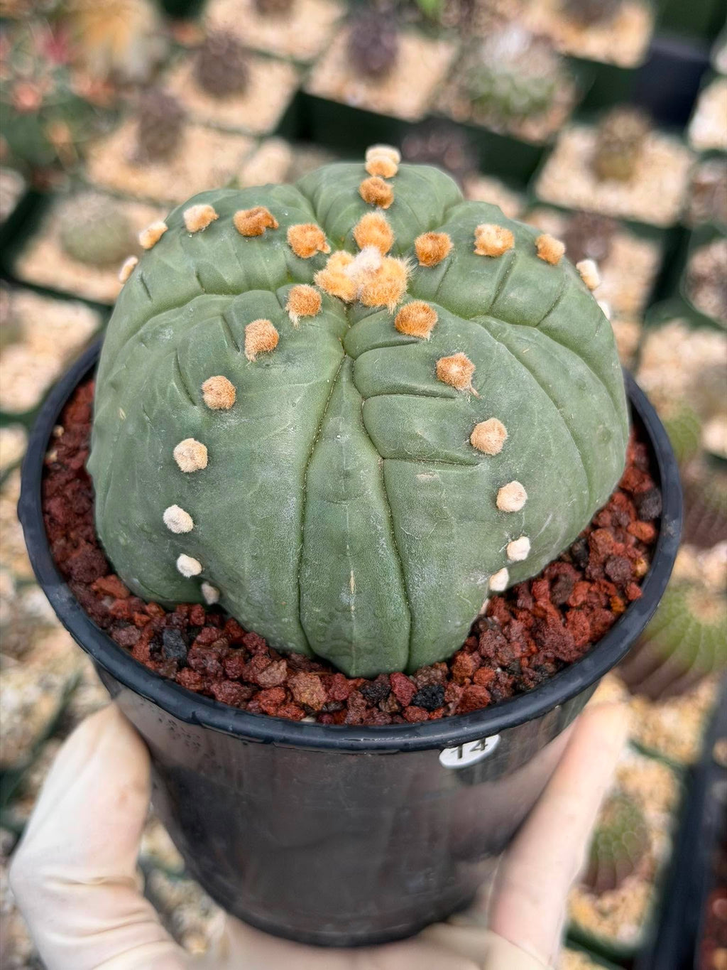 Astrophytum Asterias Fukuryu – Rare 14‑Rib Mutation Cactus