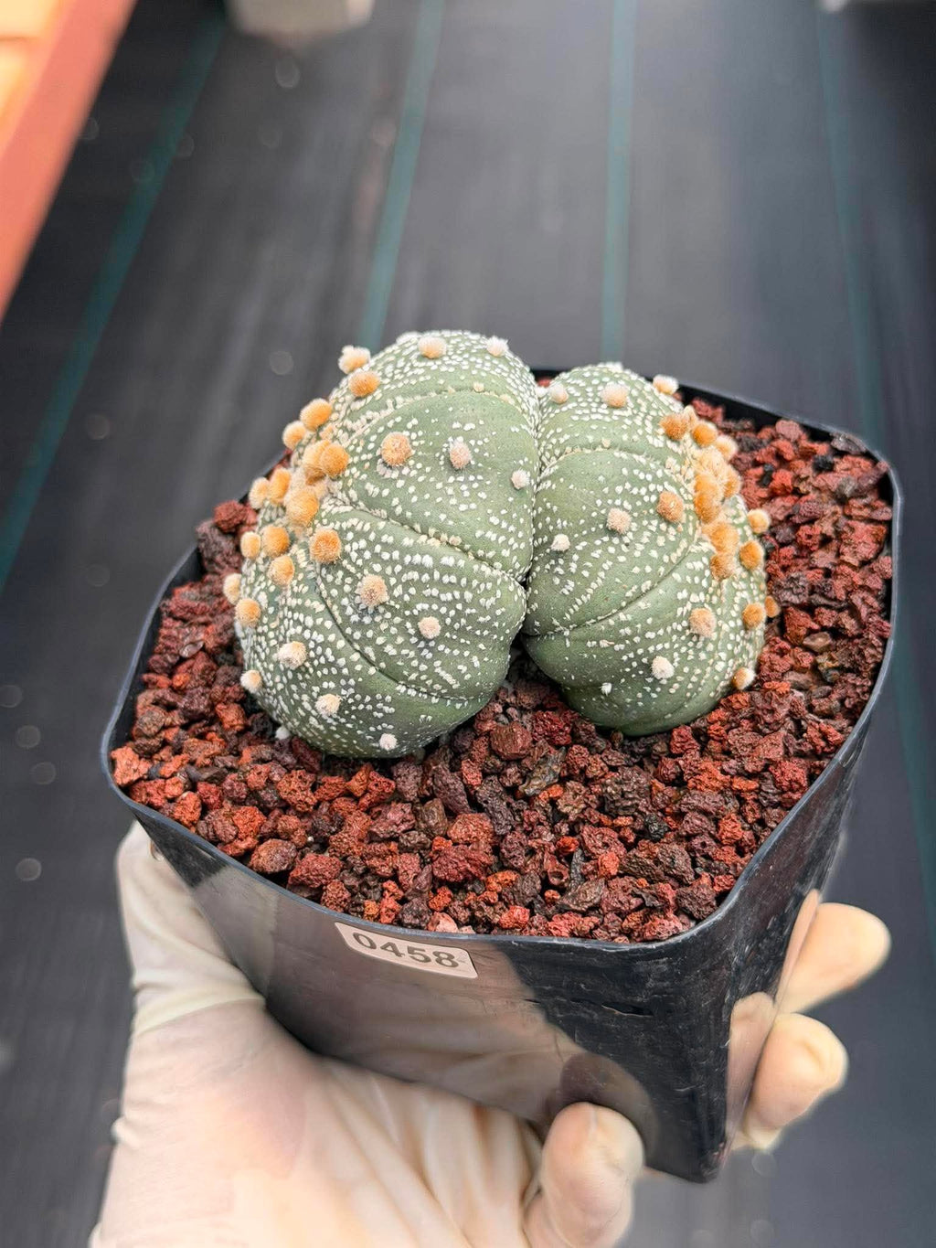 Astrophytum Asterias #458 — Rare Star Cactus | 4” Pot, 3” Width Live Succulent Plant