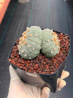 Astrophytum Asterias #458 — Rare Star Cactus | 4” Pot, 3” Width Live Succulent Plant