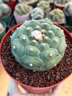 Astrophytum Kikko Turtle Form #251 | Rare Collector Cactus