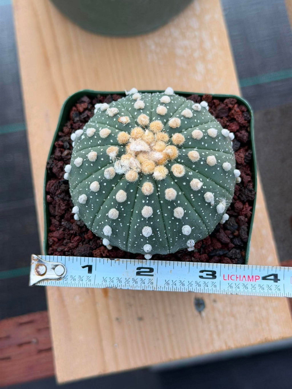 Astrophytum Asterias 13 Ribs — Rare Collector Specimen (#368)