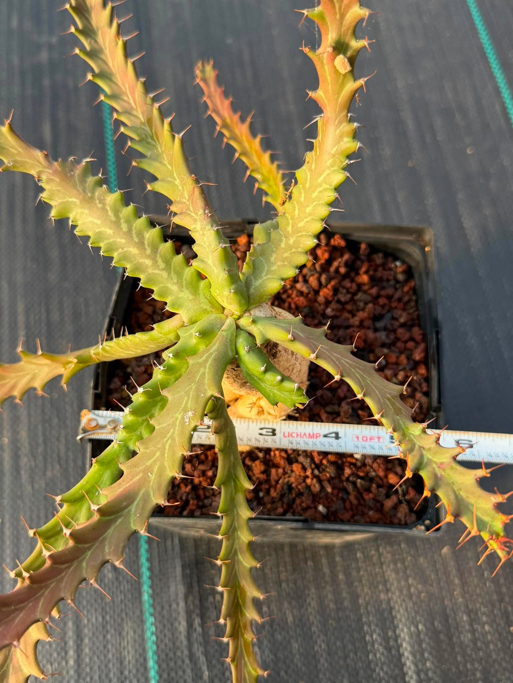 Euphorbia Microcantha #363 – Rare Collector Succulent