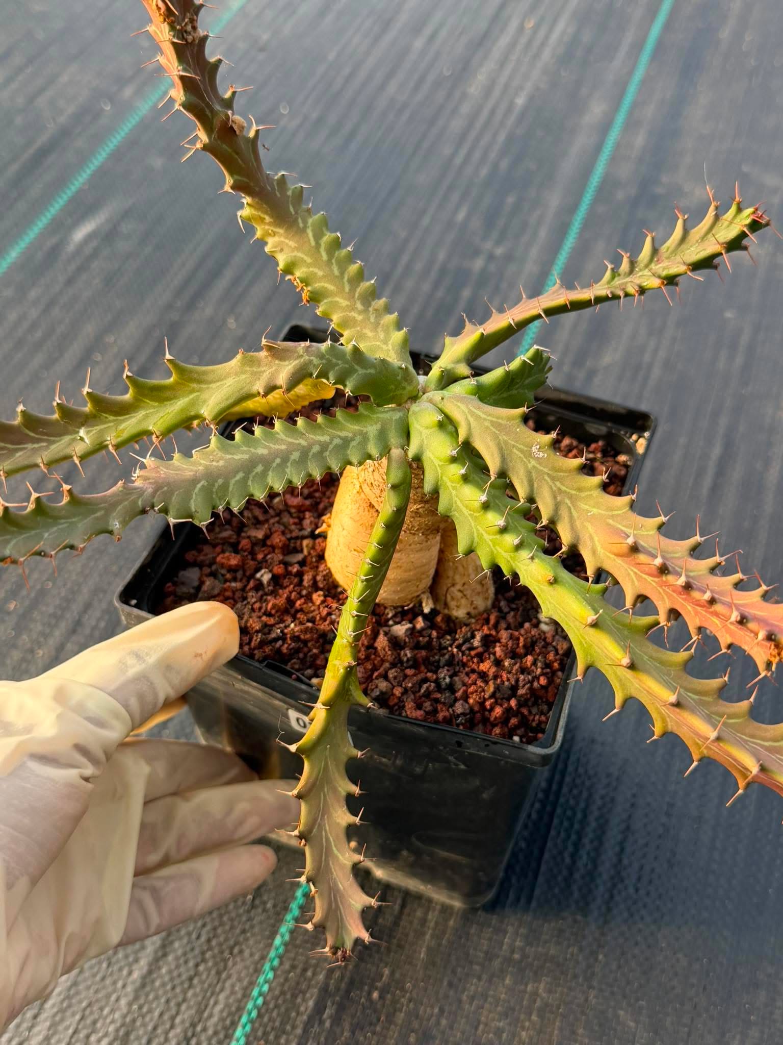 Euphorbia Microcantha #363 – Rare Collector Succulent