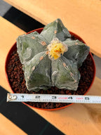 Astrophytum Fukuyu – Seed Grown Collector Cactus (#362)