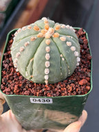 Astrophytum Nudum 6‑Rib Line Form #430 – Rare Seed‑Grown Cactus | Live Succulent