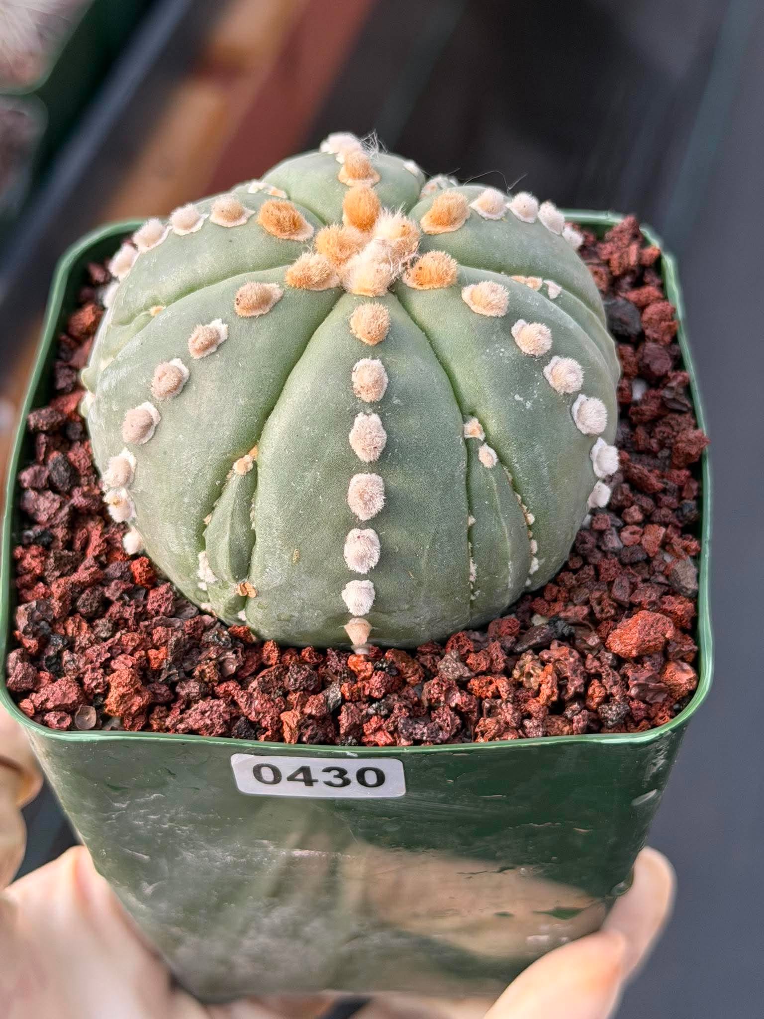 Astrophytum Nudum 6‑Rib Line Form #430 – Rare Seed‑Grown Cactus | Live Succulent