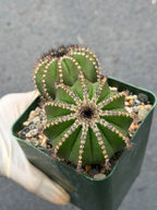 Uebelmannia Pectinifera Cluster #436 — Rare Seed‑Grown Cactus