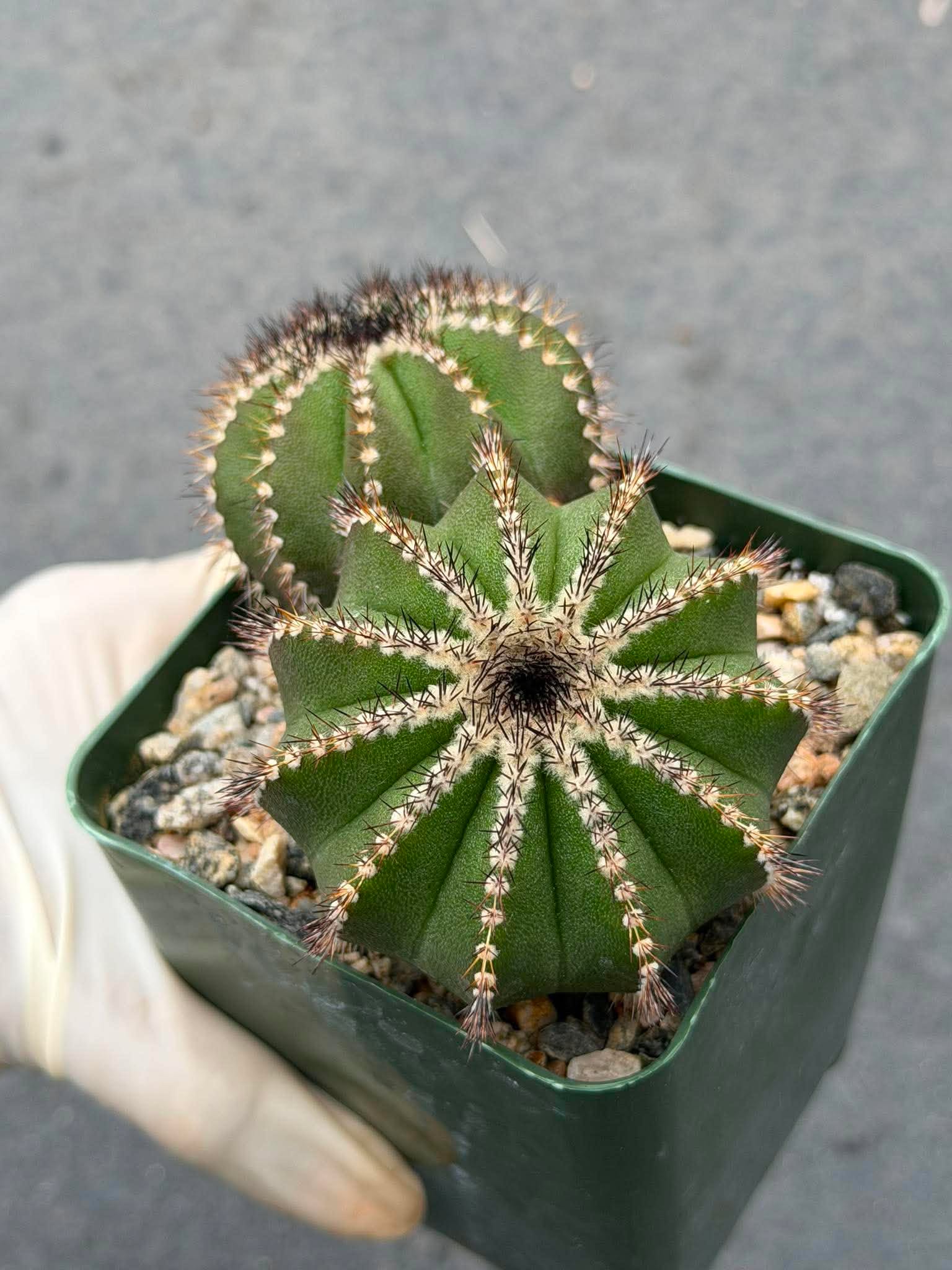 Uebelmannia Pectinifera Cluster #436 — Rare Seed‑Grown Cactus
