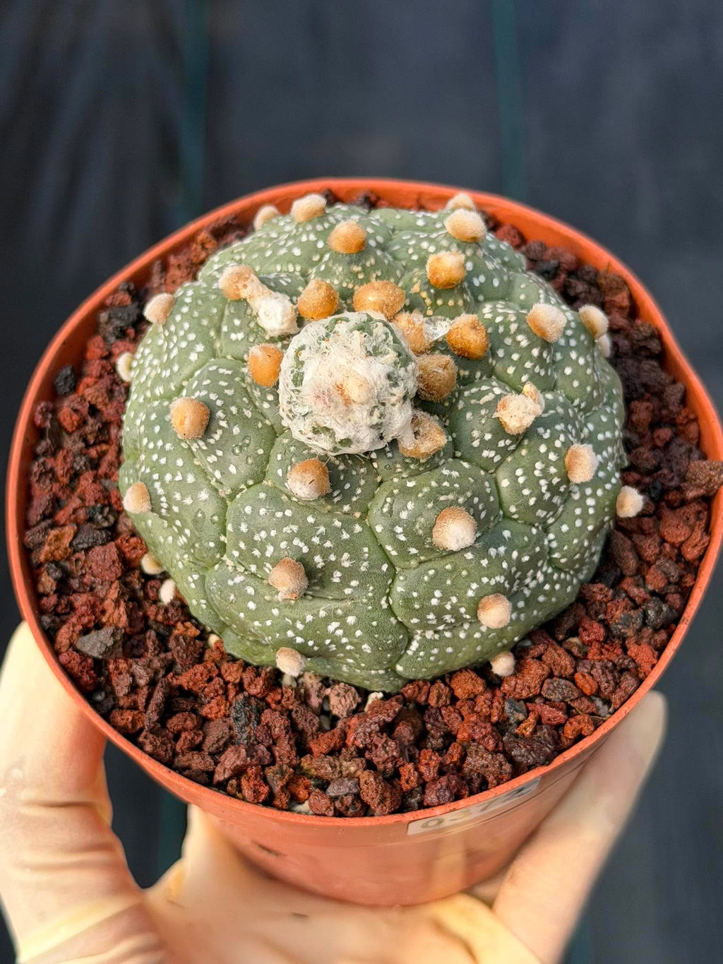 Astrophytum Kikko Turtle Form w/ Pup – White Flecks (#372)