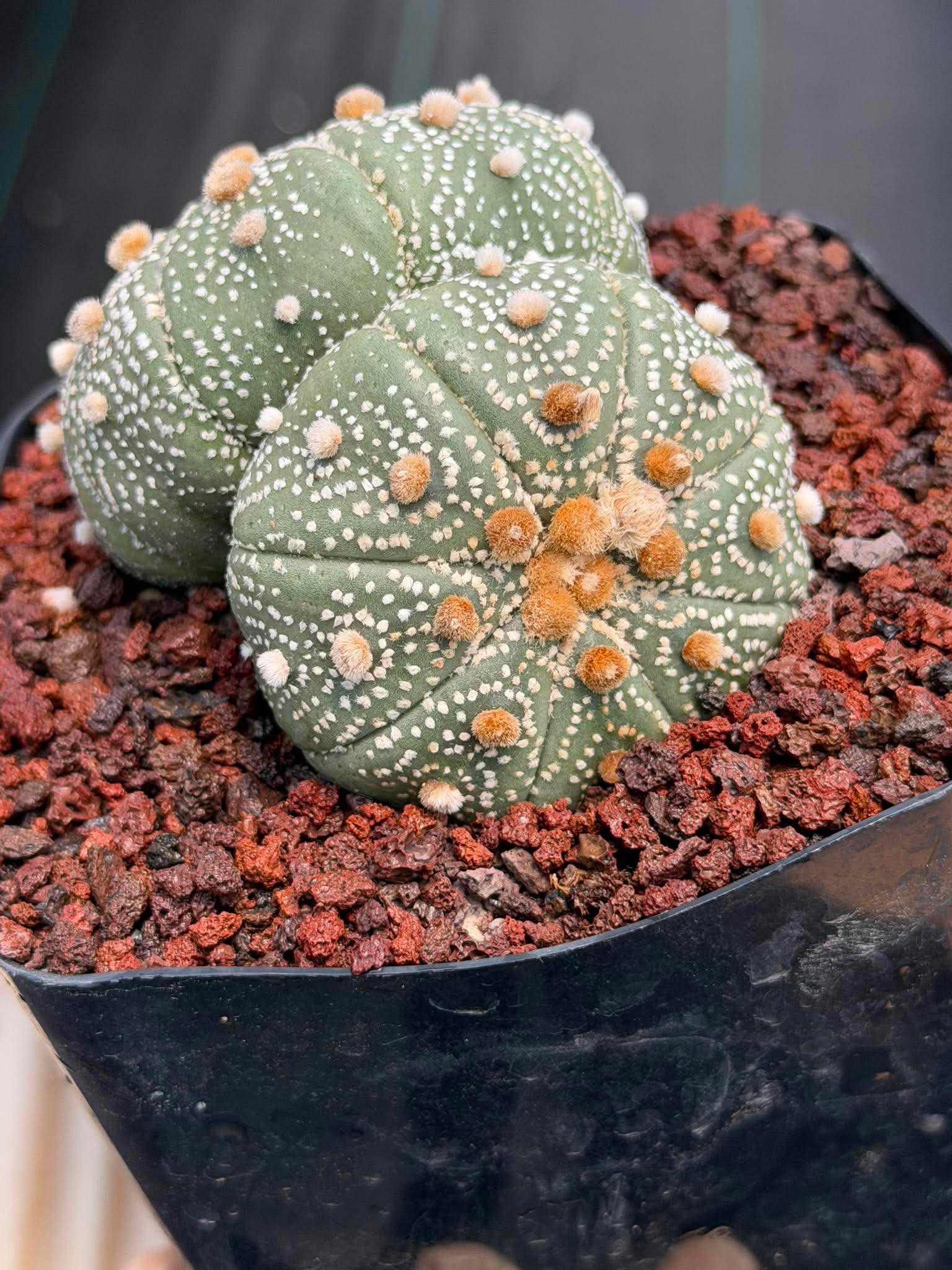 Astrophytum Asterias #458 — Rare Star Cactus | 4” Pot, 3” Width Live Succulent Plant