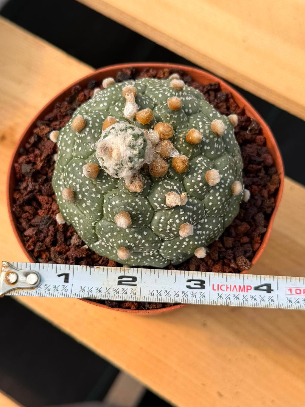 Astrophytum Kikko Turtle Form w/ Pup – White Flecks (#372)