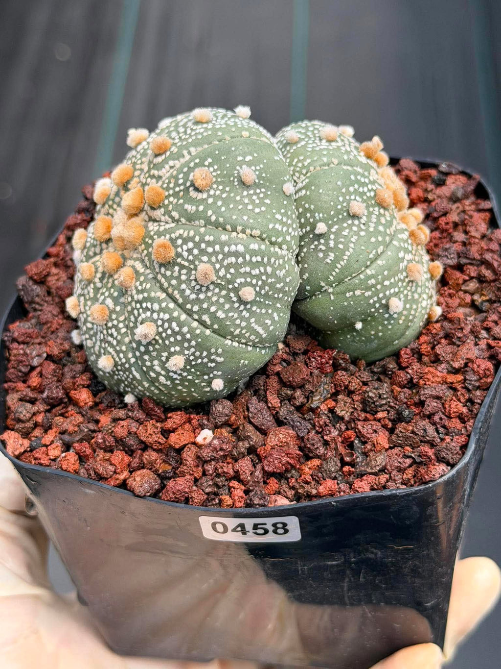 Astrophytum Asterias #458 — Rare Star Cactus | 4” Pot, 3” Width Live Succulent Plant