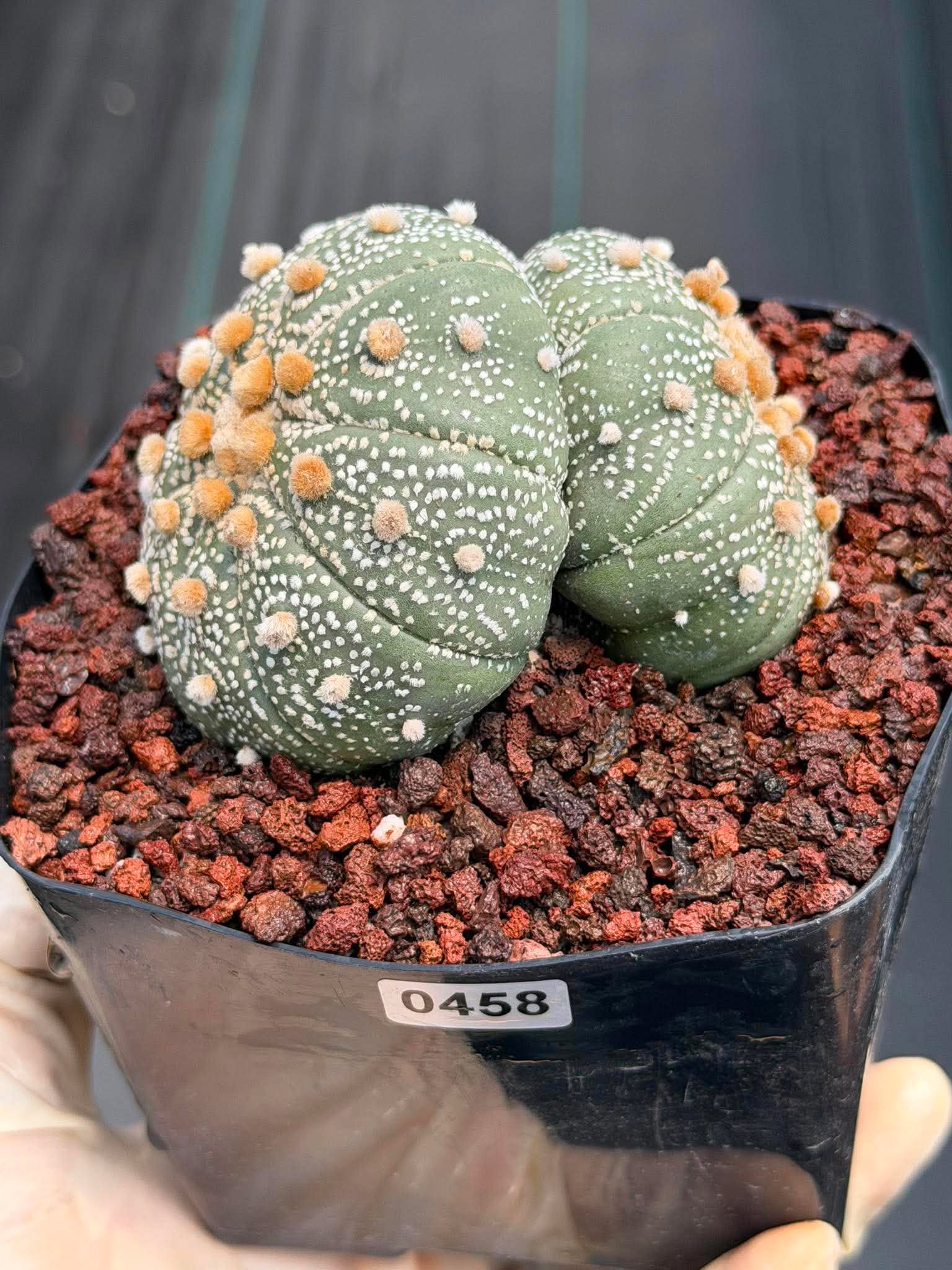 Astrophytum Asterias #458 — Rare Star Cactus | 4” Pot, 3” Width Live Succulent Plant