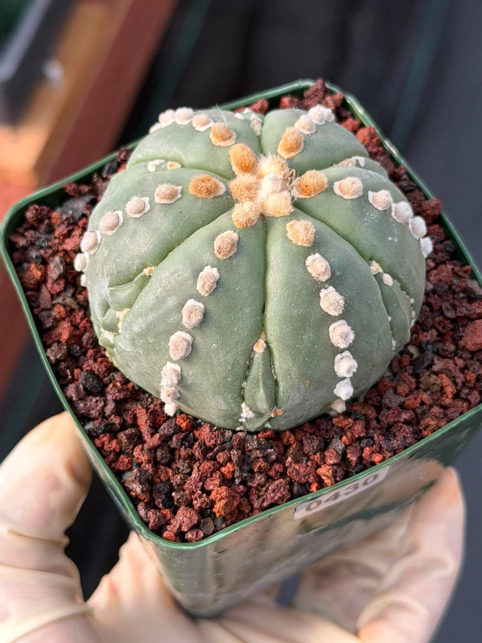 Astrophytum Nudum 6‑Rib Line Form #430 – Rare Seed‑Grown Cactus | Live Succulent