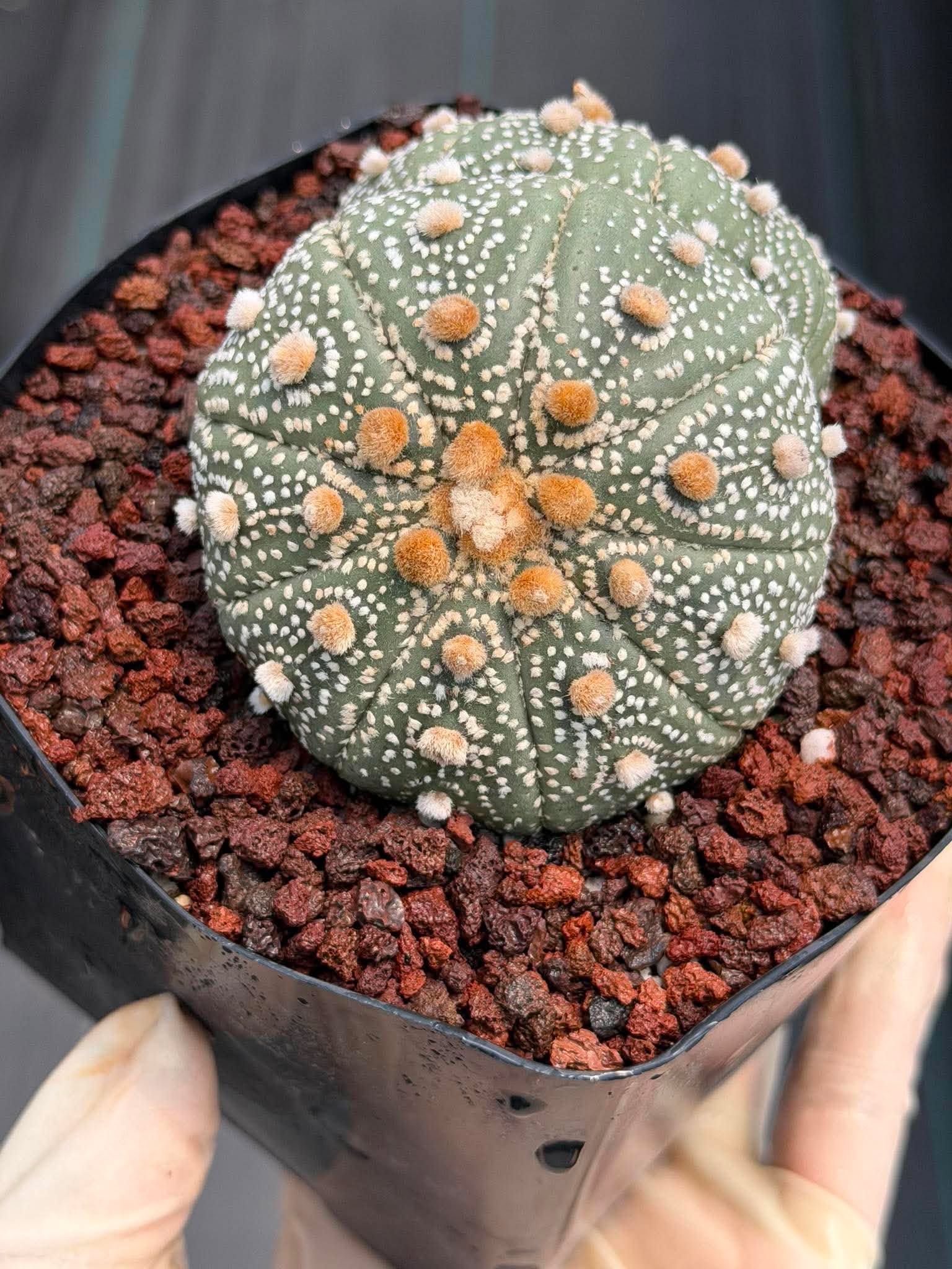 Astrophytum Asterias #458 — Rare Star Cactus | 4” Pot, 3” Width Live Succulent Plant