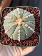 Astrophytum Nudum 6‑Rib Line Form #430 – Rare Seed‑Grown Cactus | Live Succulent