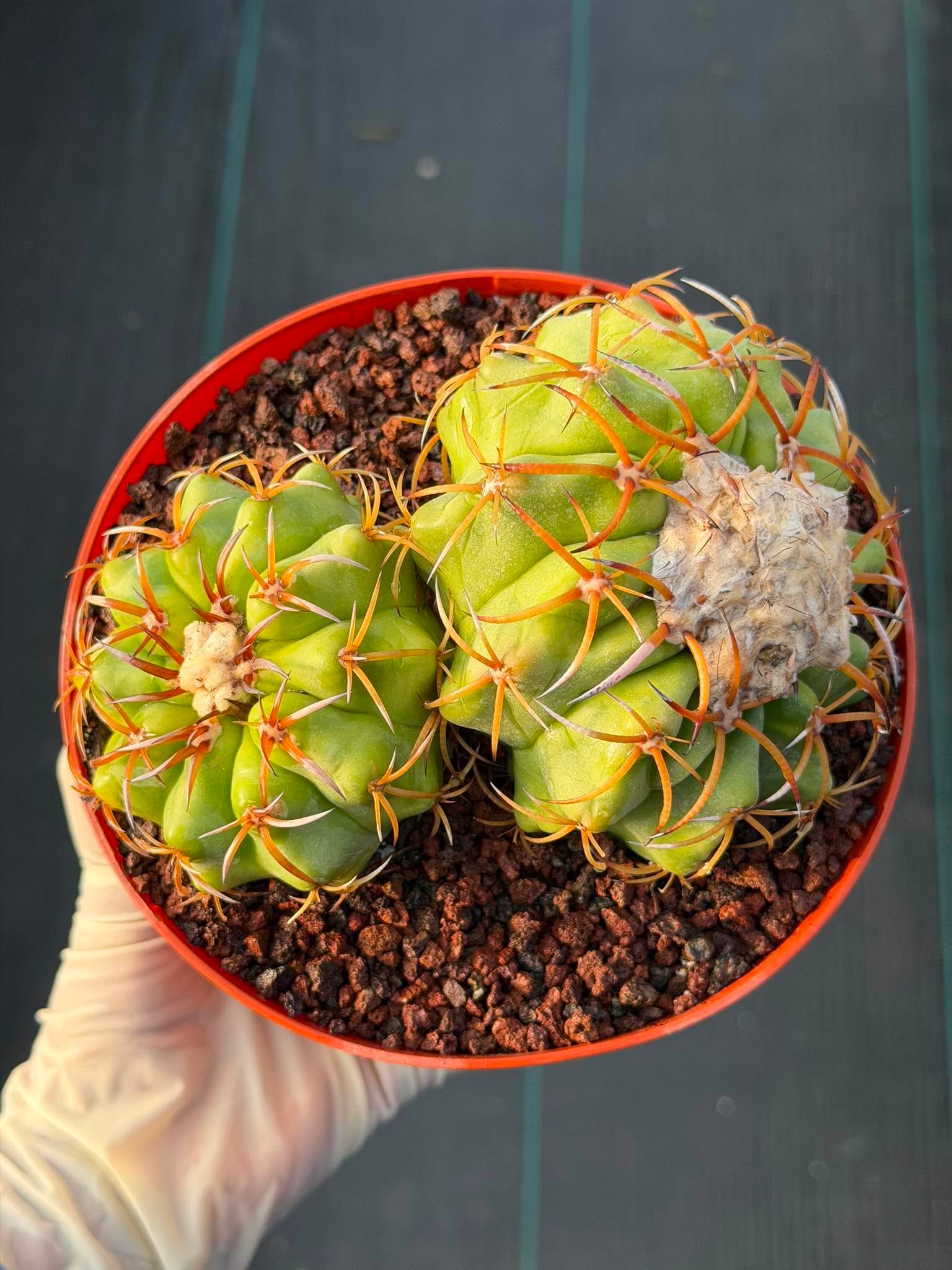 Discocactus Double‑Head #163 – Rare Seed‑Grown Live Cactus