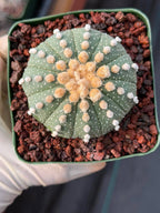 Astrophytum Asterias 11‑Rib Seed‑Grown #433 – Rare 3.5'' Pot Cactus | Live Succulent