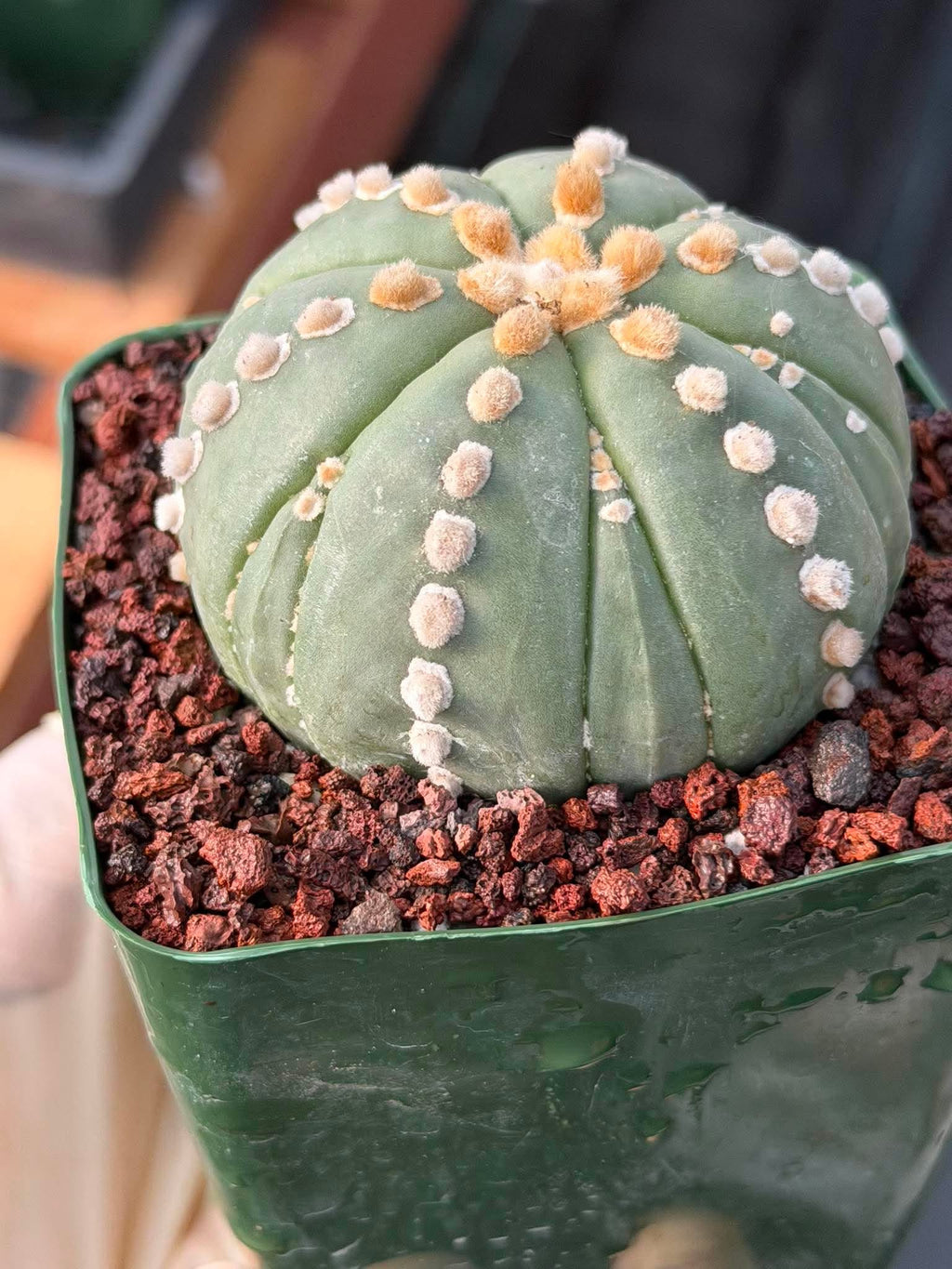 Astrophytum Nudum 6‑Rib Line Form #430 – Rare Seed‑Grown Cactus | Live Succulent