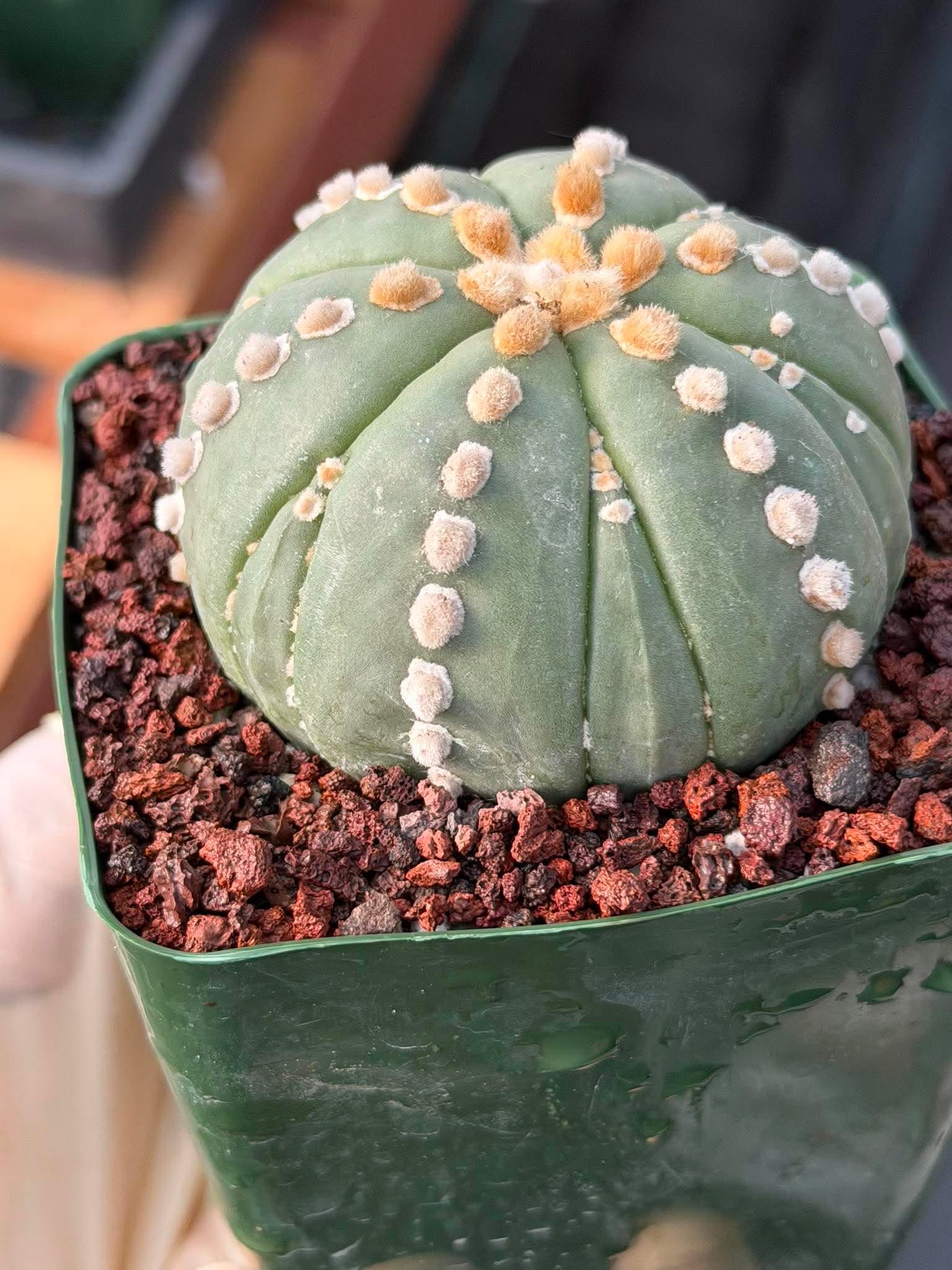 Astrophytum Nudum 6‑Rib Line Form #430 – Rare Seed‑Grown Cactus | Live Succulent