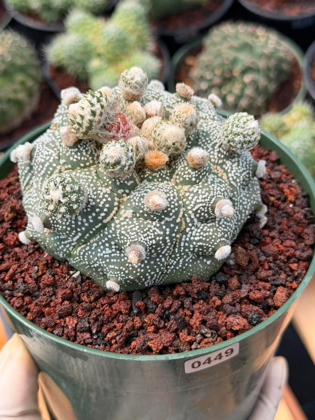 Astrophytum Asterias ‘Asteria’ w/Pups – Rare Collector Cactus #449