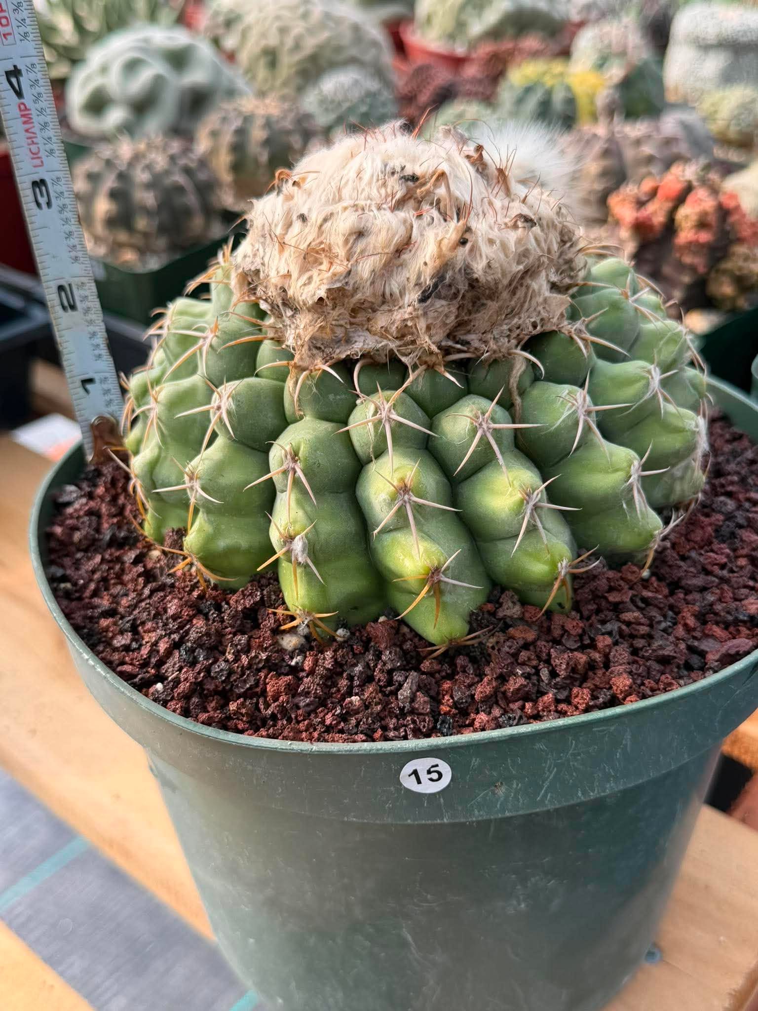 Discocactus Seed‑Grown Specimen #15 – Rare Live Succulent