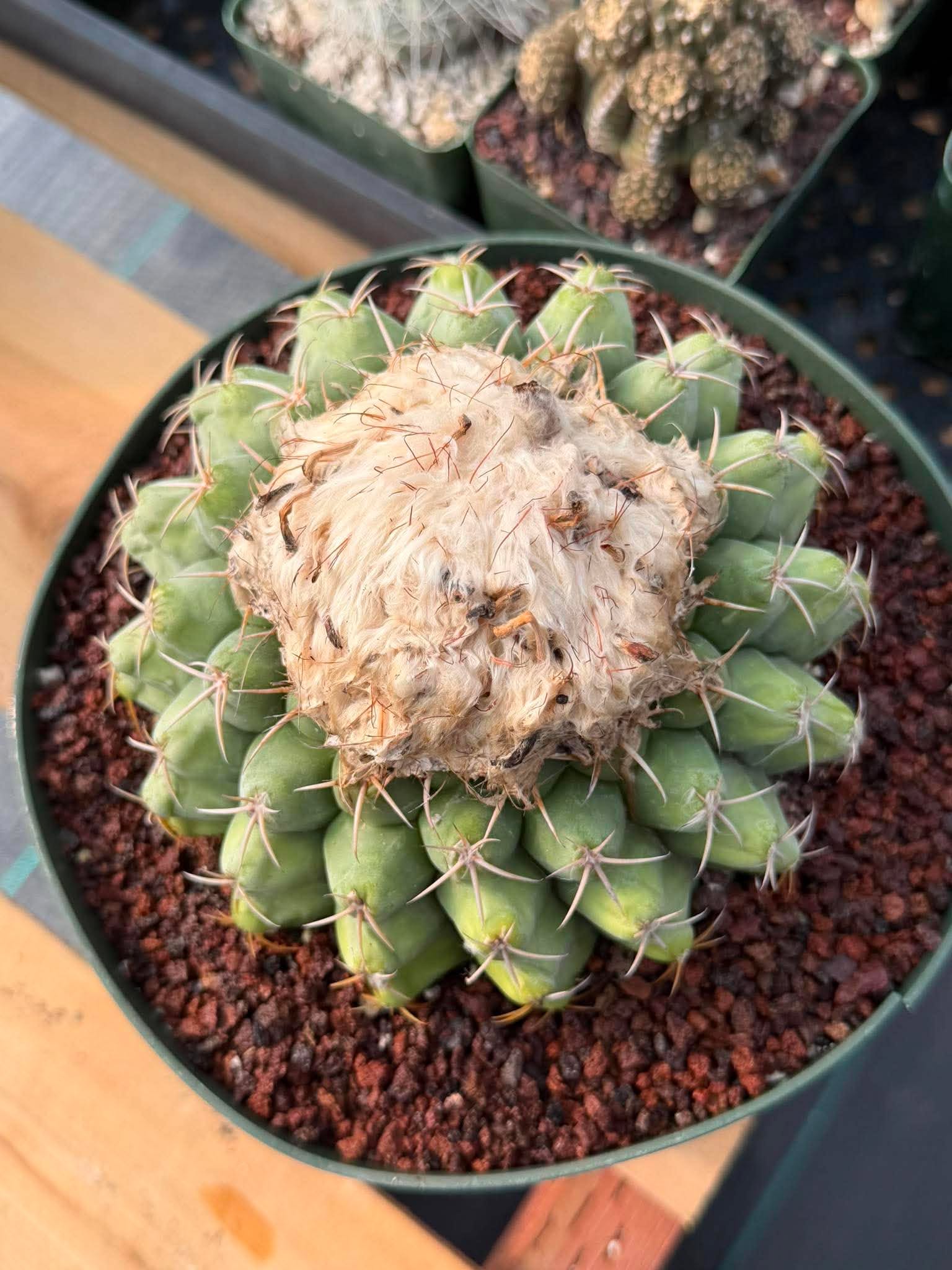 Discocactus Seed‑Grown Specimen #15 – Rare Live Succulent