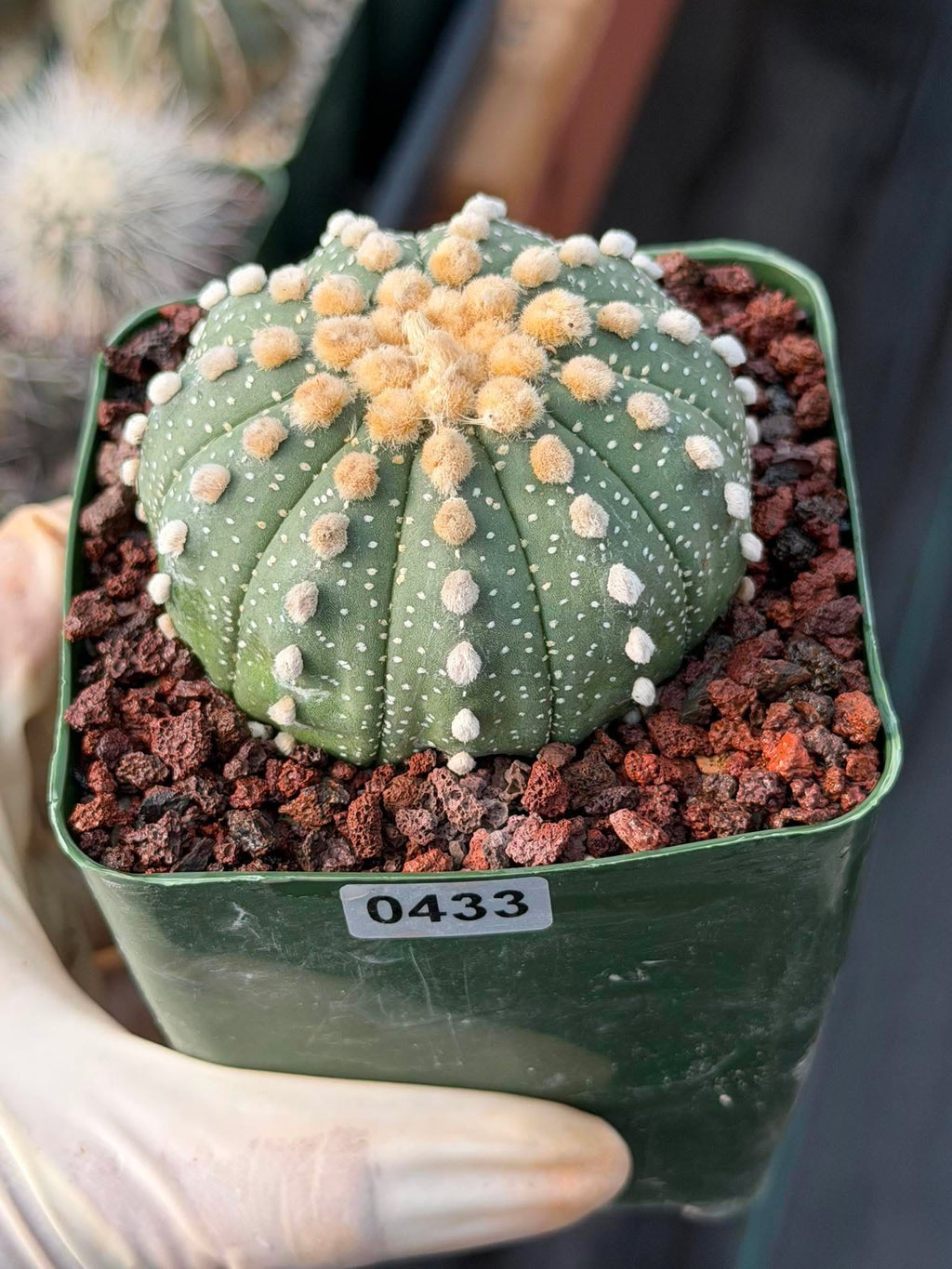 Astrophytum Asterias 11‑Rib Seed‑Grown #433 – Rare 3.5'' Pot Cactus | Live Succulent