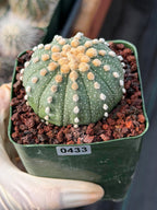 Astrophytum Asterias 11‑Rib Seed‑Grown #433 – Rare 3.5'' Pot Cactus | Live Succulent