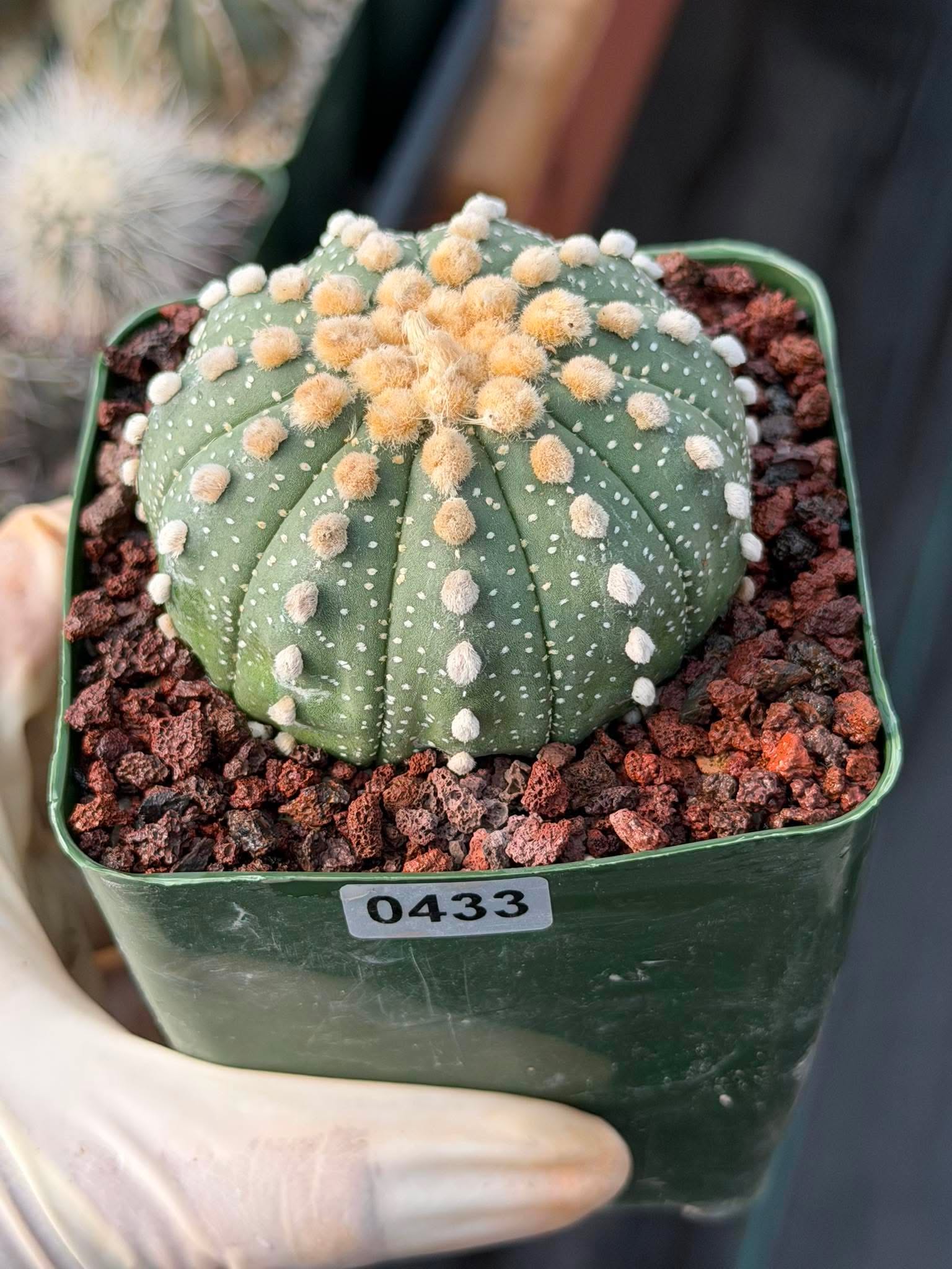 Astrophytum Asterias 11‑Rib Seed‑Grown #433 – Rare 3.5'' Pot Cactus | Live Succulent