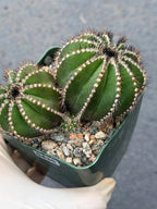 Uebelmannia Pectinifera Cluster #436 — Rare Seed‑Grown Cactus