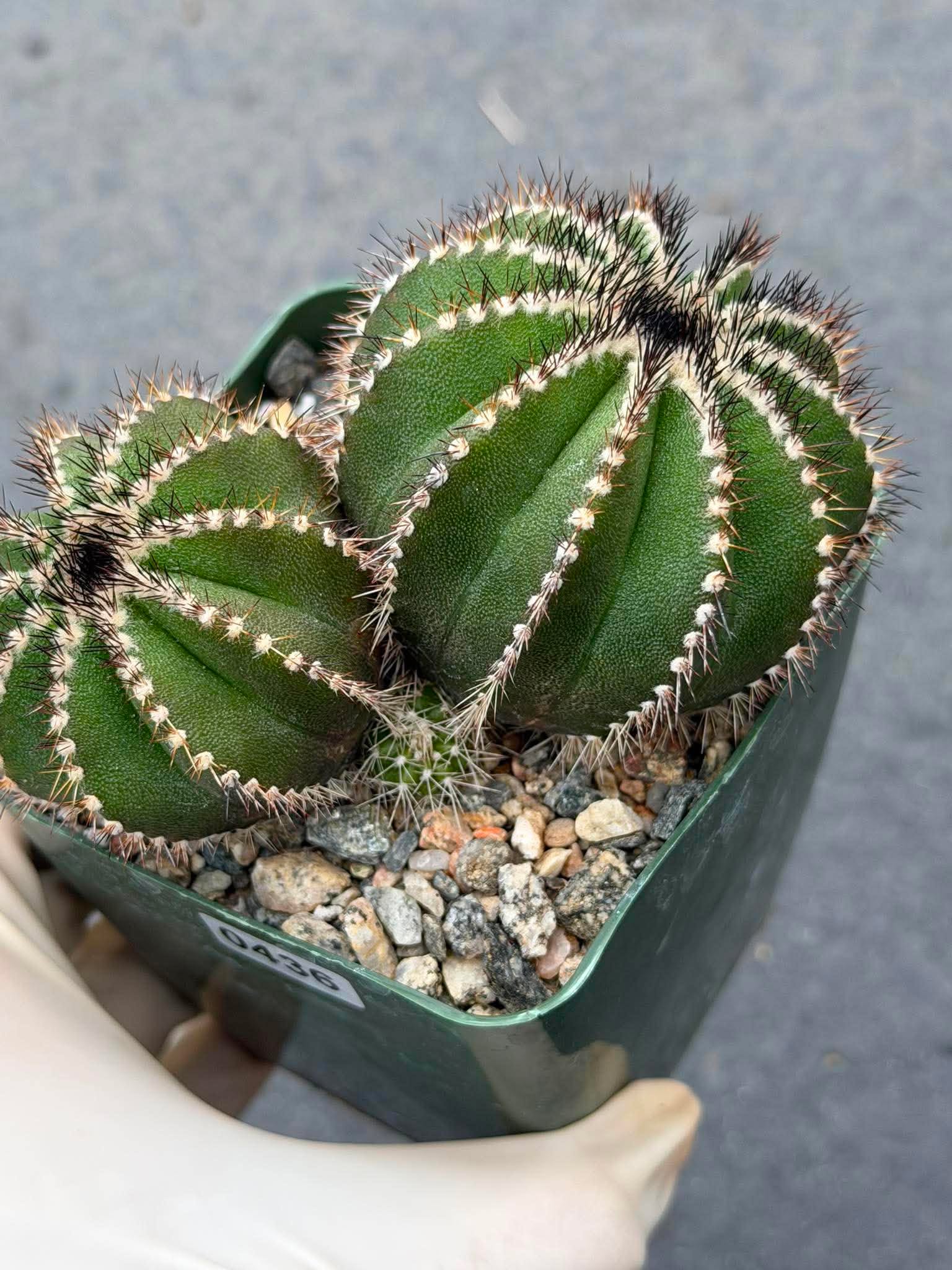 Uebelmannia Pectinifera Cluster #436 — Rare Seed‑Grown Cactus