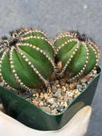 Uebelmannia Pectinifera Cluster #436 — Rare Seed‑Grown Cactus