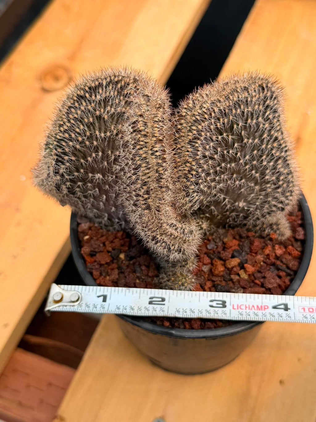 Setiechinopsis Mirabilis f. Cristata | Rare Crested Cactus #730 | 5″ Pot Collector’s Succulent Live Plant