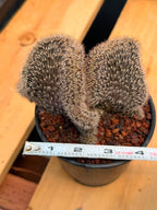 Setiechinopsis Mirabilis f. Cristata | Rare Crested Cactus #730 | 5″ Pot Collector’s Succulent Live Plant