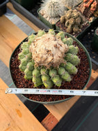 Discocactus Seed‑Grown Specimen #15 – Rare Live Succulent